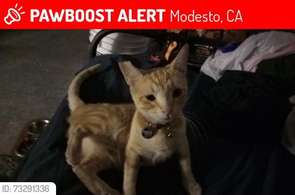 Lost Female Cat last seen Mono Drive, Modesto, CA 95354