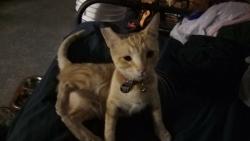 Lost Female Cat last seen Mono Drive, Modesto, CA 95354