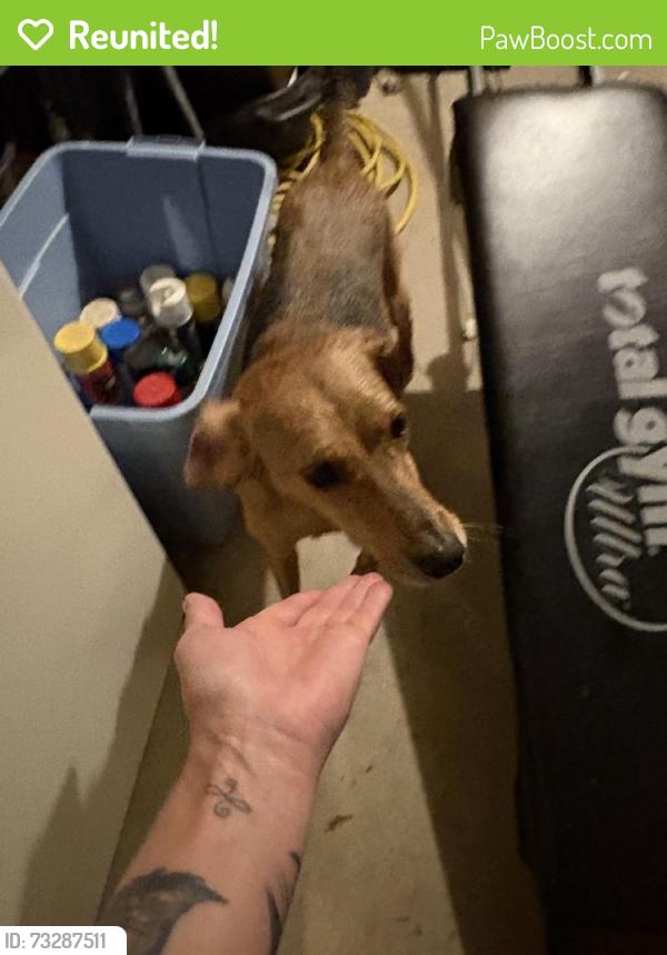 Reunited Female Dog last seen Near Brocketts Ln, Branford, CT 06405, USA, Branford, CT 06405
