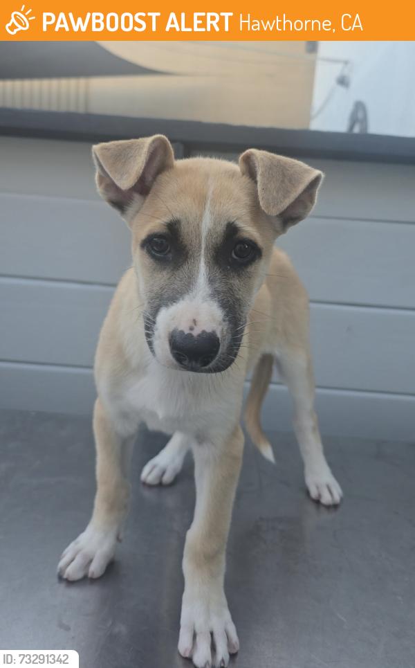 Found/Stray Female Dog last seen Near Hawthorne Blvd, Hawthorne, CA 90250
