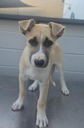 Found/Stray Female Dog last seen Near Hawthorne Blvd, Hawthorne, CA 90250