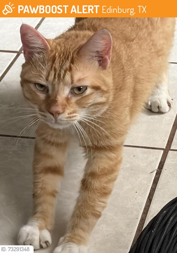 Found/Stray Male Cat last seen Schunior st, Edinburg, TX 78541