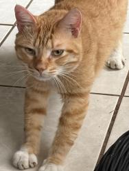 Found/Stray Male Cat last seen Schunior st, Edinburg, TX 78541