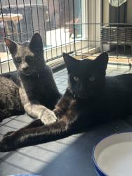 Found/Stray Unknown Cat last seen Mission and san antonio, Ontario, CA 91761