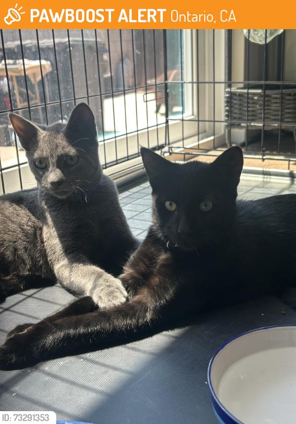 Found/Stray Unknown Cat last seen Mission and san antonio, Ontario, CA 91761