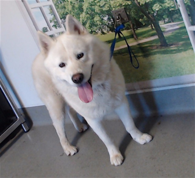 Shelter Stray Male Dog last seen 14TH@MISSION, 1419 Bryant St, San Francisco, CA 94103, USA