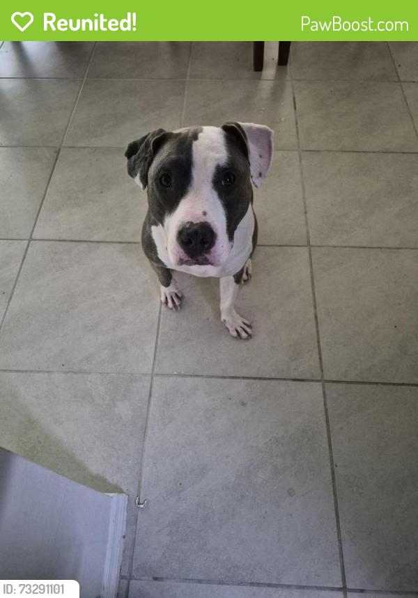 Reunited Female Dog last seen Goldenrod and Pershing, Orange County, FL 32822