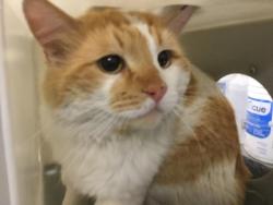 Shelter Stray Male Cat last seen LA SIERRA AVE AND MAGNOLIA AVE, 6851 Van Buren Boulevard, Jurupa Valley, CA 92509, USA