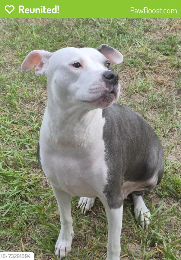 Reunited Female Dog last seen Goldenrod and Pershing, Orange County, FL 32822