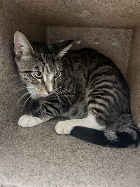 Shelter Stray Male Cat last seen Near BLOCK EVEREST AVE, RIVERSIDE CA 92503, 6851 Van Buren Boulevard, Jurupa Valley, CA 92509, USA
