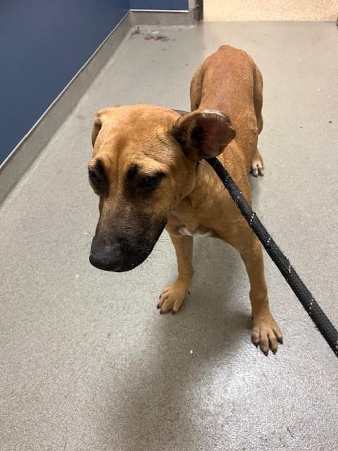 Shelter Stray Female Dog last seen Near BLOCK NW 30TH ST, 3599 NW 79th Ave, Doral, FL 33122, USA