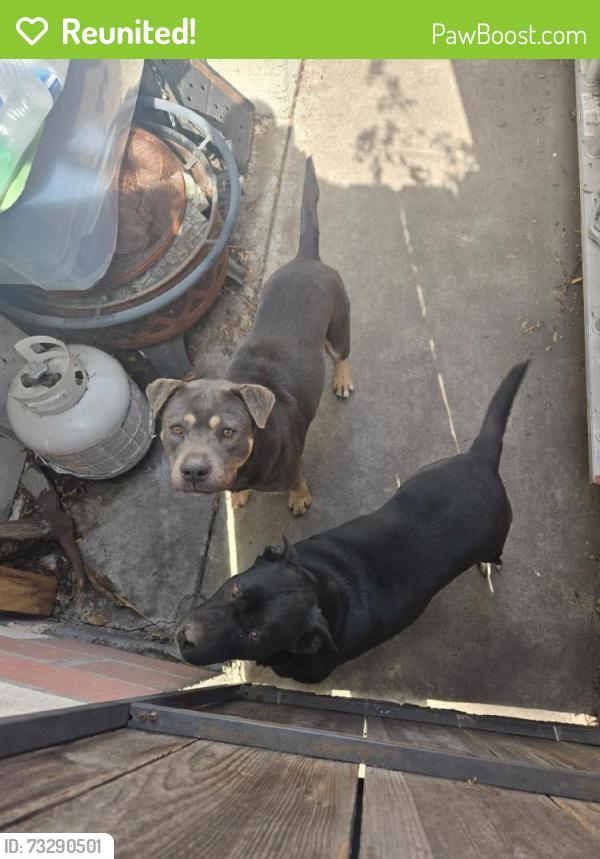 Reunited Male Dog last seen Hacienda Heights, CA, USA, Hacienda Heights, CA 91745