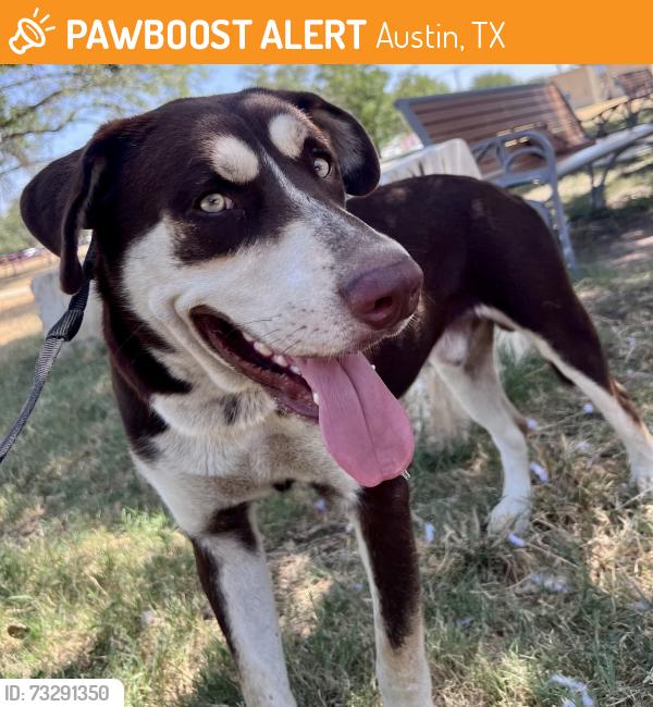 Found/Stray Male Dog last seen N/A, Austin, TX 78754