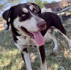 Found/Stray Male Dog last seen N/A, Austin, TX 78754