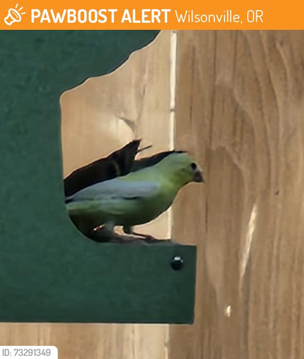 Found/Stray Unknown Bird last seen Dogwood and Larkspur Terrace, Wilsonville, OR 97070