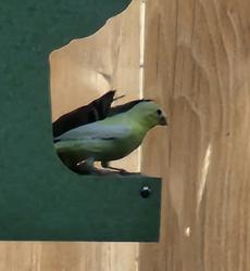 Found/Stray Unknown Bird last seen Dogwood and Larkspur Terrace, Wilsonville, OR 97070