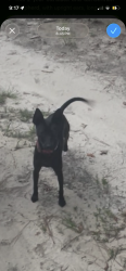 Lost Female Dog last seen Whetstone toad swansu, Swansea, SC 29160