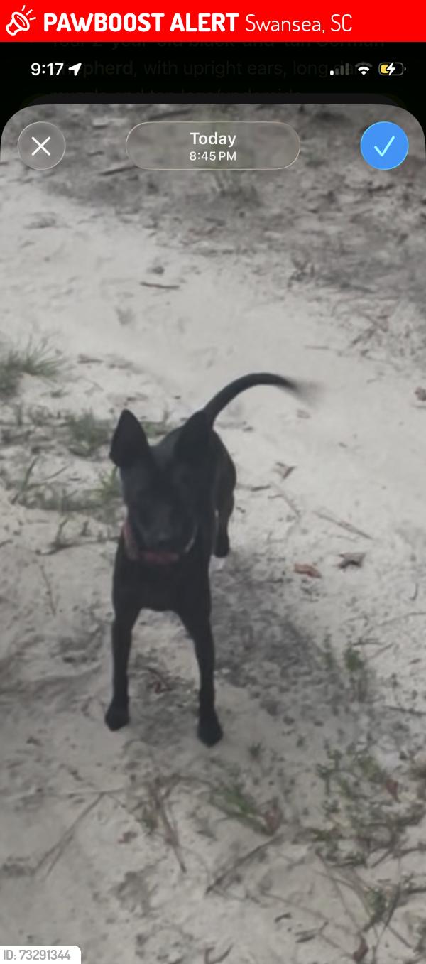 Lost Female Dog last seen Whetstone toad swansu, Swansea, SC 29160
