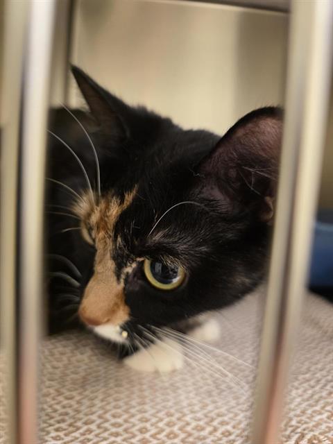 Shelter Stray Female Cat last seen Near BLOCK S REDWOOD RD, 4522 W 3500 S, West Valley City, UT 84120, USA
