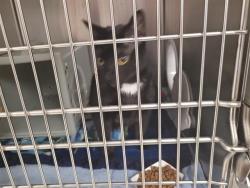 Shelter Stray Female Cat last seen Near BLOCK SE EASTGATE WAY, BELLEVUE WA 98005 4462, 21615 64th Ave S, Kent, WA 98032, USA