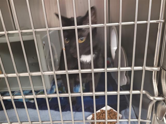 Shelter Stray Female Cat last seen Near BLOCK SE EASTGATE WAY, BELLEVUE WA 98005 4462, 21615 64th Ave S, Kent, WA 98032, USA