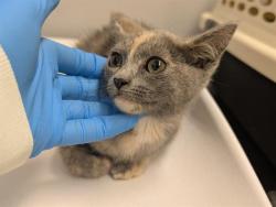 Shelter Stray Female Cat last seen Near BLOCK 14TH AVE SW, SEATTLE WA 98106, 21615 64th Ave S, Kent, WA 98032, USA