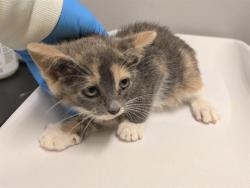 Shelter Stray Female Cat last seen Near BLOCK 14TH AVE SW, SEATTLE WA 98106, 21615 64th Ave S, Kent, WA 98032, USA