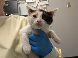 Shelter Stray Female Cat last seen Near BLOCK 14TH AVE SW, SEATTLE WA 98106, 21615 64th Ave S, Kent, WA 98032, USA