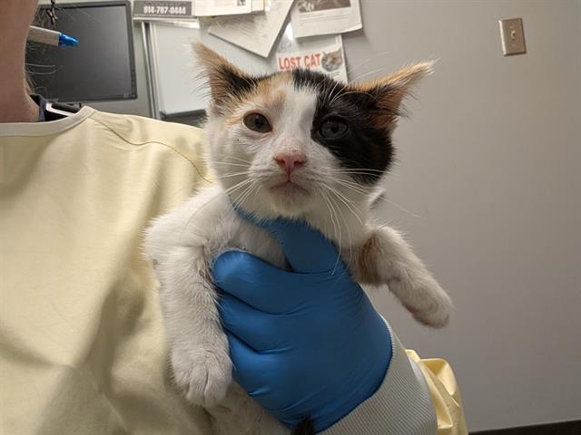 Shelter Stray Female Cat last seen Near BLOCK 14TH AVE SW, SEATTLE WA 98106, 21615 64th Ave S, Kent, WA 98032, USA
