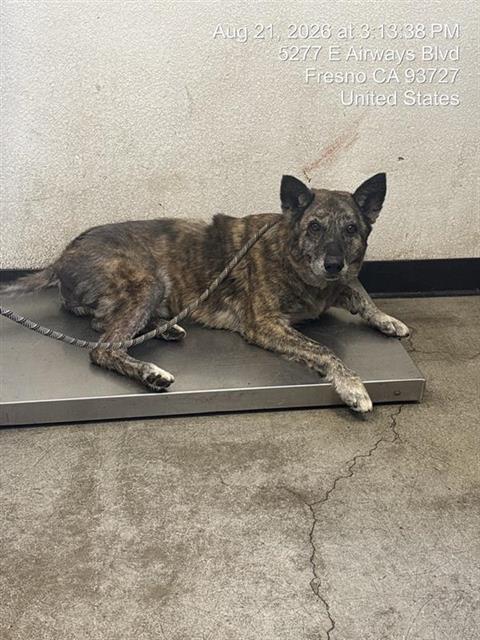Shelter Stray Female Dog last seen Near BLOCK E SIERRA AVE, FRESNO CA 93710 3638, 5277 E Airways Blvd, Fresno, CA 93727, USA