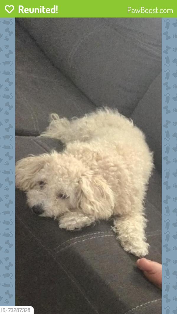 Reunited Female Dog last seen Oak Branch Cir, Poinciana, FL 34758