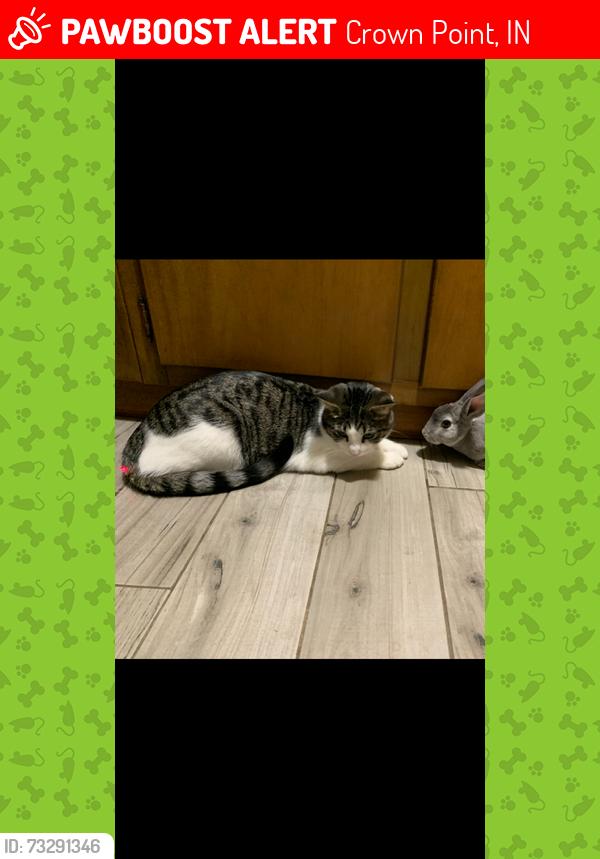 Lost Male Cat last seen Kind of near Shell station on Mississippi, Crown Point, IN 46307