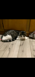 Lost Male Cat last seen Kind of near Shell station on Mississippi, Crown Point, IN 46307