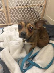 Reunited Female Dog last seen The Linden apmt Complex, New Braunfels, TX 78130