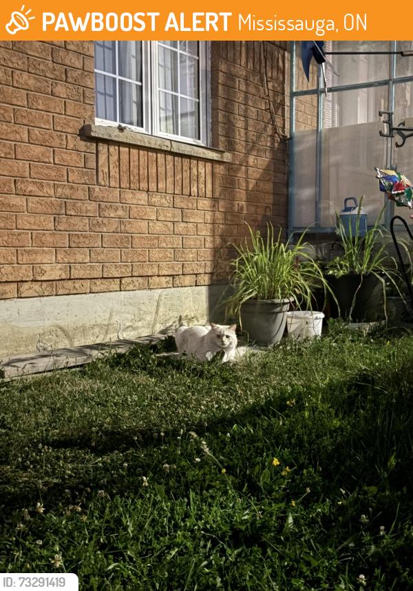 Found/Stray Unknown Cat last seen Village Walk and Kaiser Dr, Mississauga, ON 