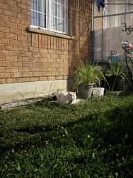 Found/Stray Unknown Cat last seen Village Walk and Kaiser Dr, Mississauga, ON 