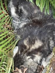 Found/Stray Unknown Cat last seen N Oak and Park Avenue, Centralia, Centralia, WA 98531