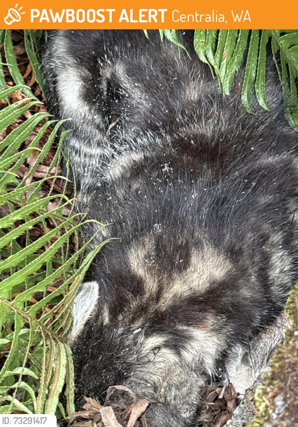 Found/Stray Unknown Cat last seen N Oak and Park Avenue, Centralia, Centralia, WA 98531