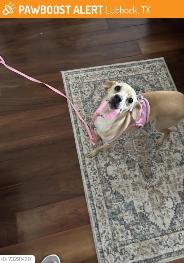 Found/Stray Male Dog last seen Indiana and Clovis rd, Lubbock, TX 79415