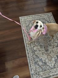Found/Stray Male Dog last seen Indiana and Clovis rd, Lubbock, TX 79415