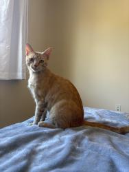 Found/Stray Male Cat last seen Mimosa way and cornflower way., Palmdale, CA 93551