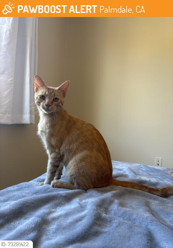 Found/Stray Male Cat last seen Mimosa way and cornflower way., Palmdale, CA 93551