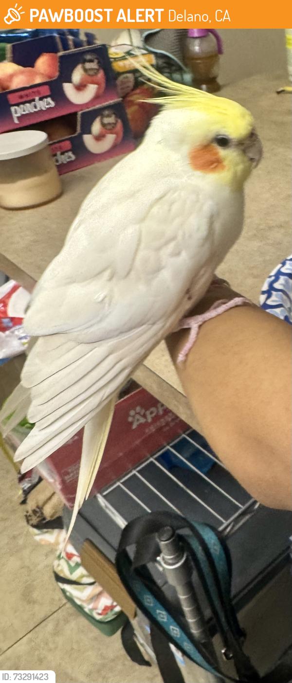 Found/Stray Unknown Bird last seen Jasmine Heights Subdivision Katy Tx, Delano, CA 93215