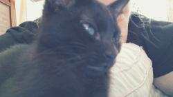 Reunited Female Cat last seen Aldis, Georgetown, PA 18702
