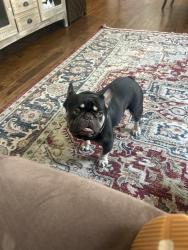 Lost Male Dog last seen Long and north Harding, Fort Worth, TX 76106