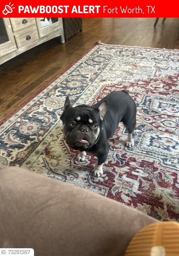 Lost Male Dog last seen Long and north Harding, Fort Worth, TX 76106