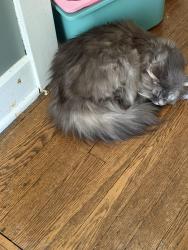 Reunited Male Cat last seen Hope Street, Cranberry Township, PA 16066