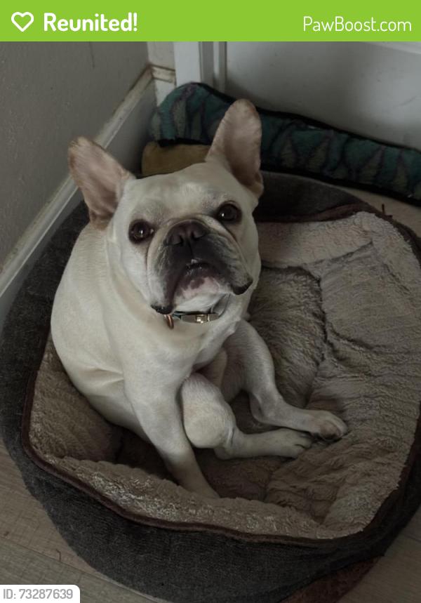 Reunited Male Dog last seen Lehrer Dr and Limerick Ave, San Diego, CA 92117