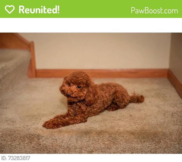 Reunited Female Dog last seen Houbolt & Trailsend, Joliet, IL 60436