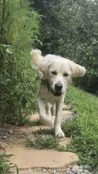 Reunited Female Dog last seen Brevard Road at the Ashe Luxury apmts, Arden, NC 28704